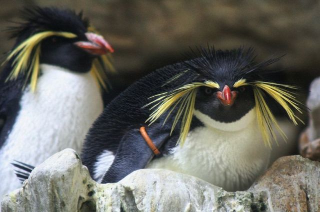 These funny animals (33 pics)