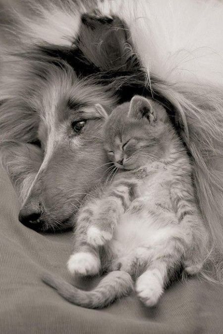 These funny animals (33 pics)