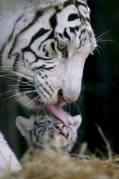 These funny animals (33 pics)