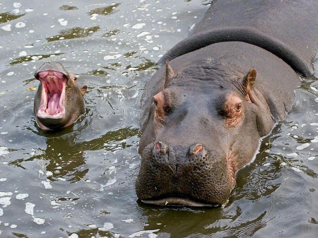 These funny animals (33 pics)
