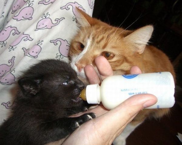 These funny animals (33 pics)