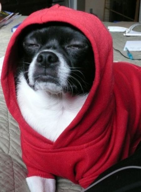 These funny animals (33 pics)