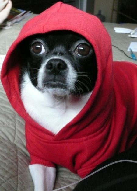 These funny animals (33 pics)
