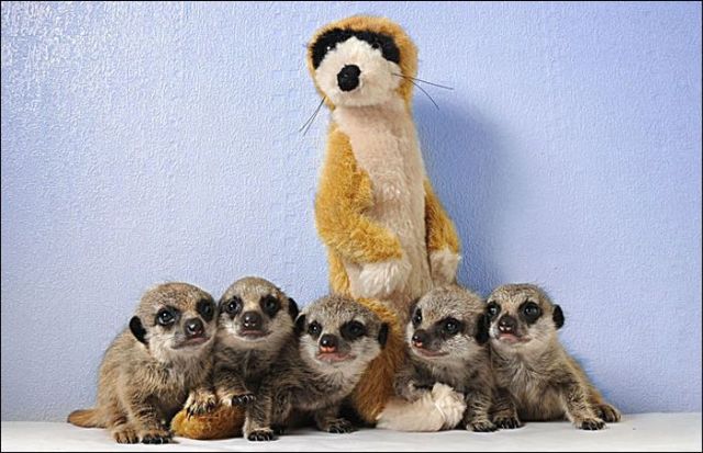 These funny animals (33 pics)