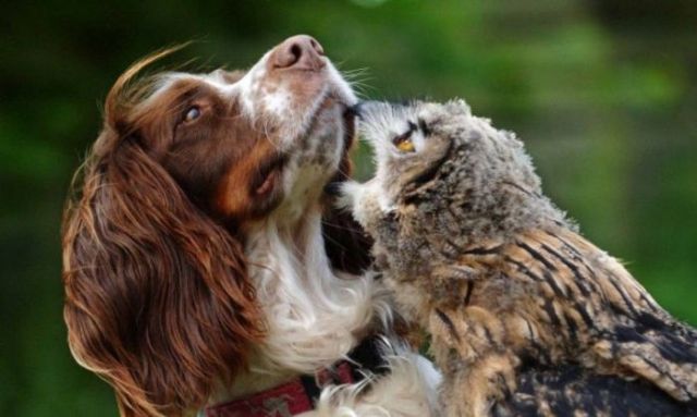 These funny animals (33 pics)