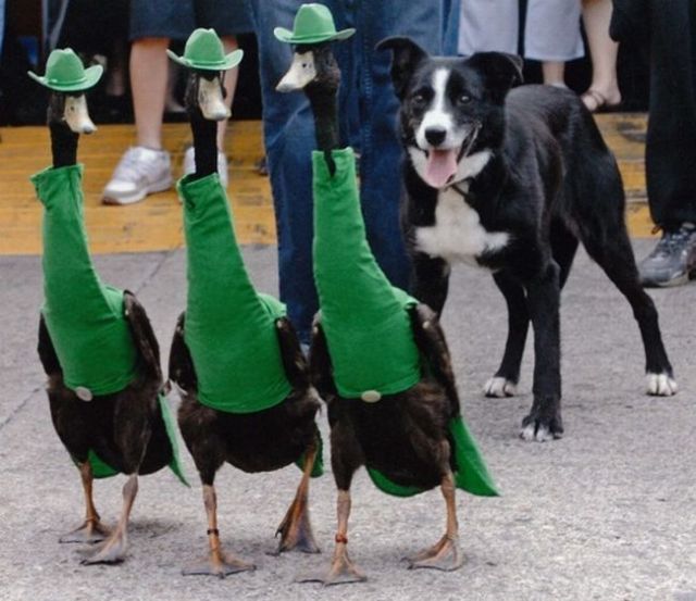 These funny animals (33 pics)