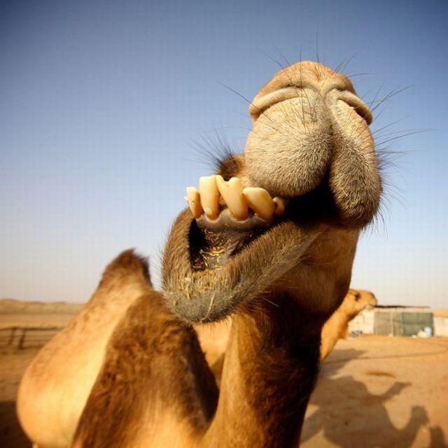 These funny animals (33 pics)