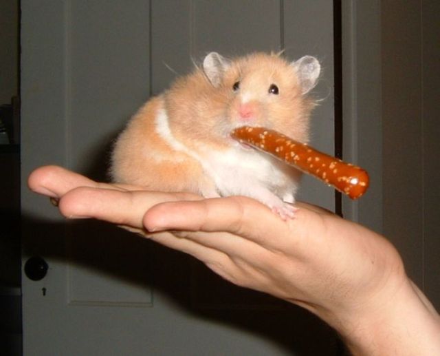 These funny animals (33 pics)