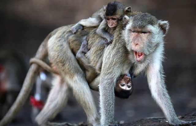 These funny animals (33 pics)