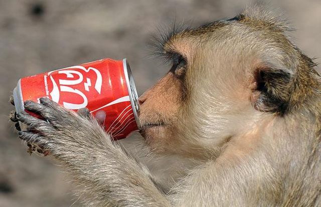 These funny animals (33 pics)