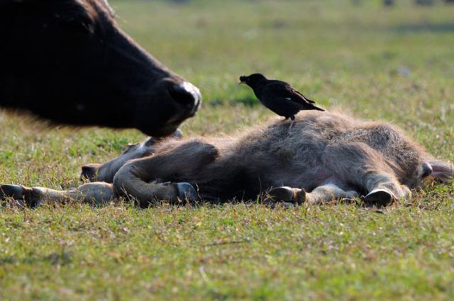 These funny animals (33 pics)
