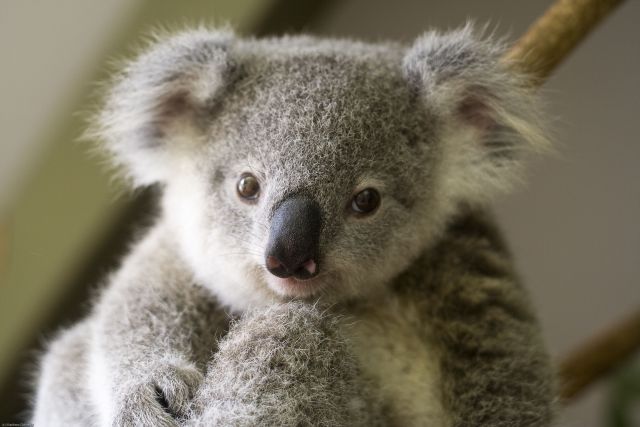 These funny animals (33 pics)