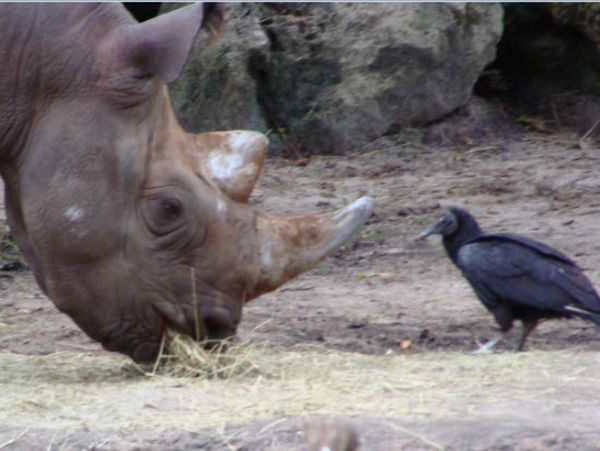 These funny animals (33 pics)