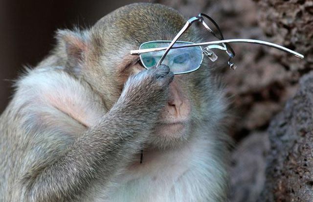 These funny animals (33 pics)