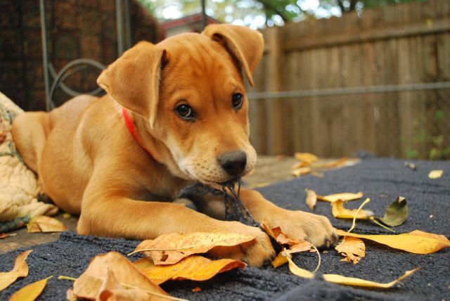 These funny animals (33 pics)