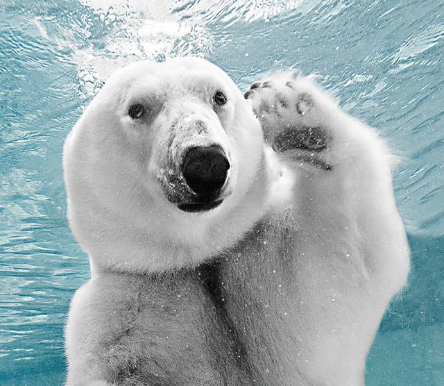 These funny animals (33 pics)