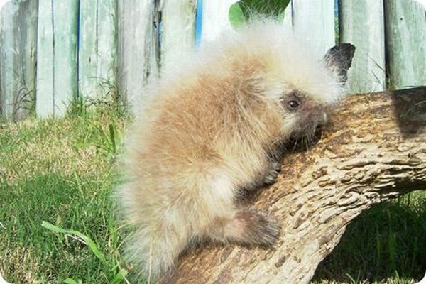 These funny animals (33 pics)