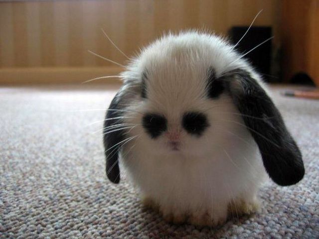 These funny animals (33 pics)