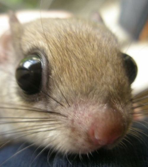 These funny animals (33 pics)