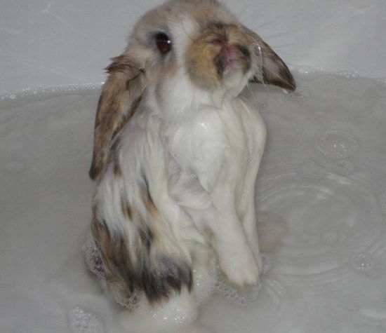 These funny animals (33 pics)