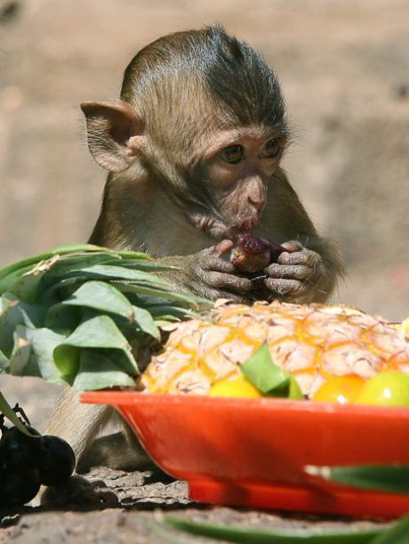These funny animals (33 pics)