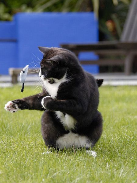 These funny animals (33 pics)