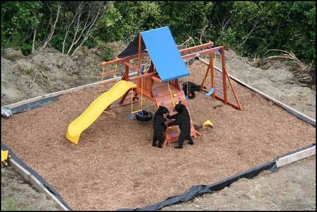 When Bears Squat in the Playground (4 pics)