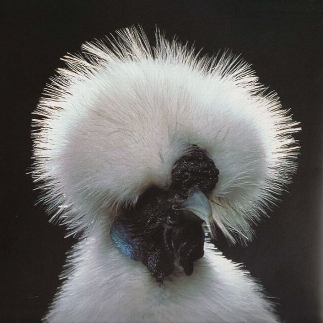 Amazing and Weird Chicken from Around the World (18 pics)