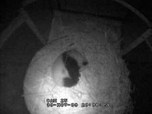 Live Webcast of Panda