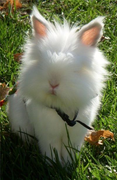 These funny animals (33 pics)