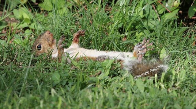 These funny animals (33 pics)