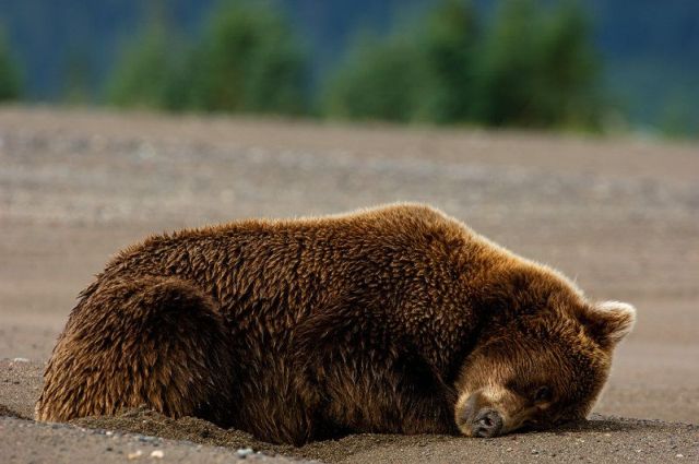 These funny animals (33 pics)