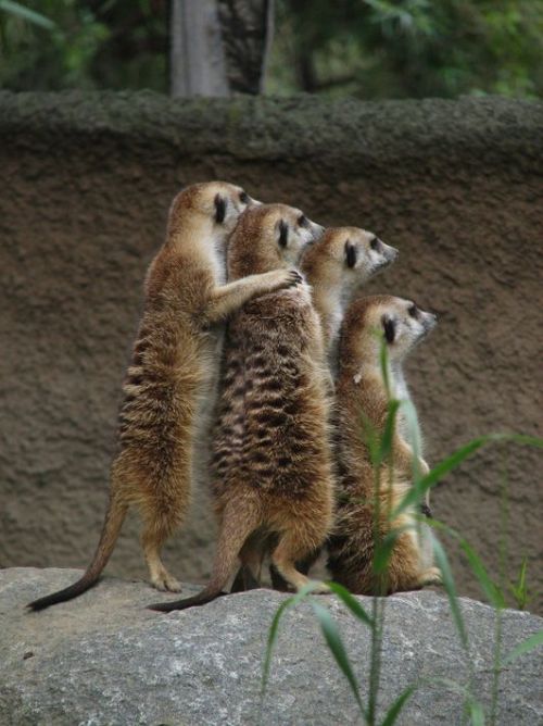 These funny animals (33 pics)