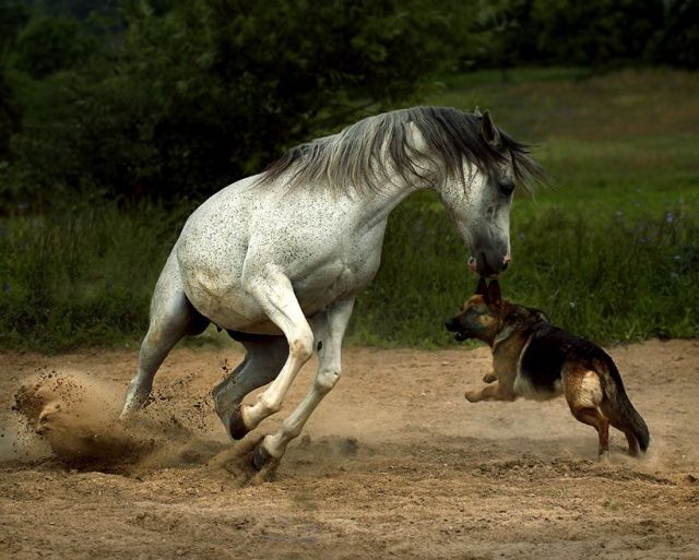 These funny animals (33 pics)