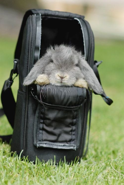 These funny animals (33 pics)