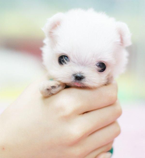 These funny animals (33 pics)