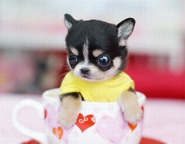 These funny animals (33 pics)