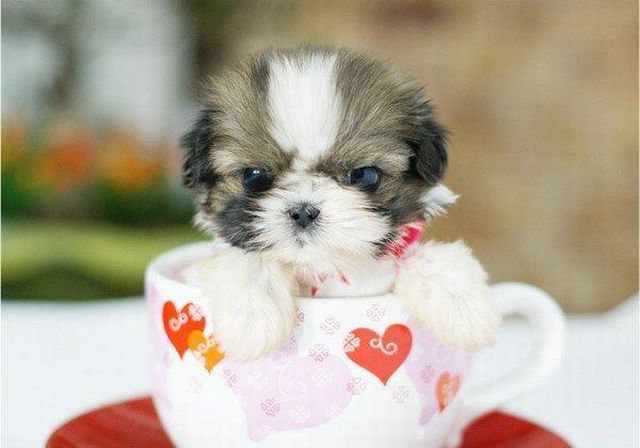 These funny animals (33 pics)