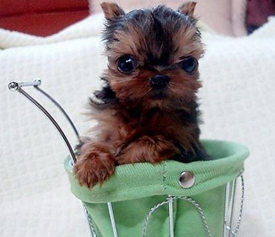 These funny animals (33 pics)