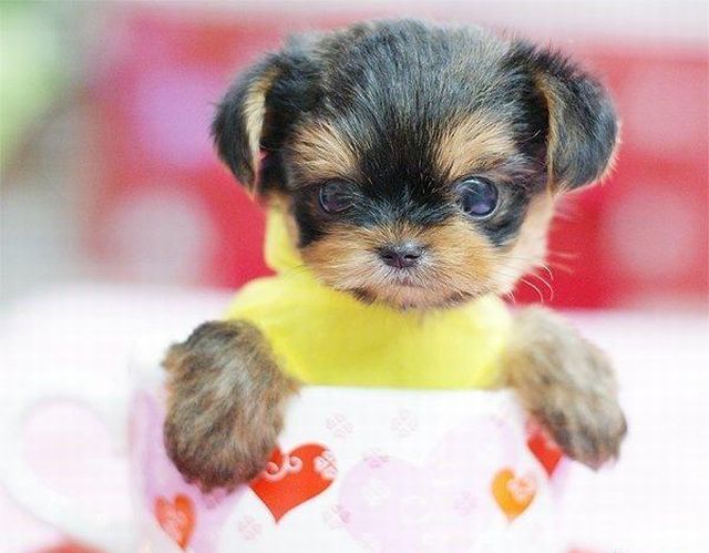 These funny animals (33 pics)