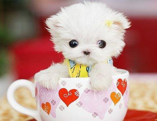 These funny animals (33 pics)