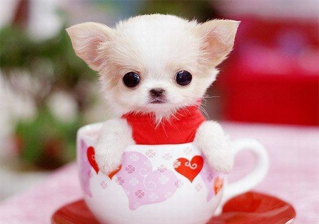 These funny animals (33 pics)