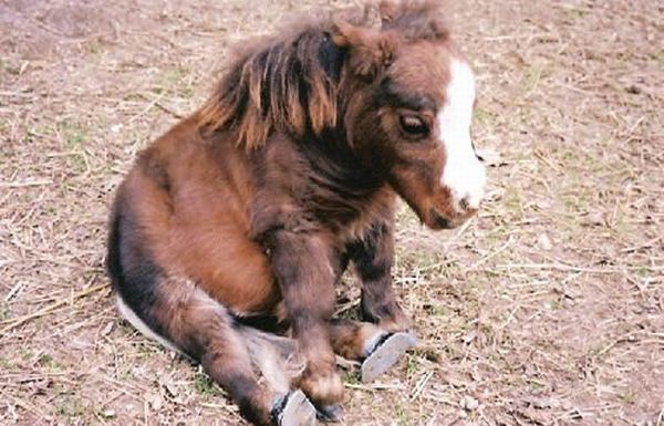 These funny animals (33 pics)