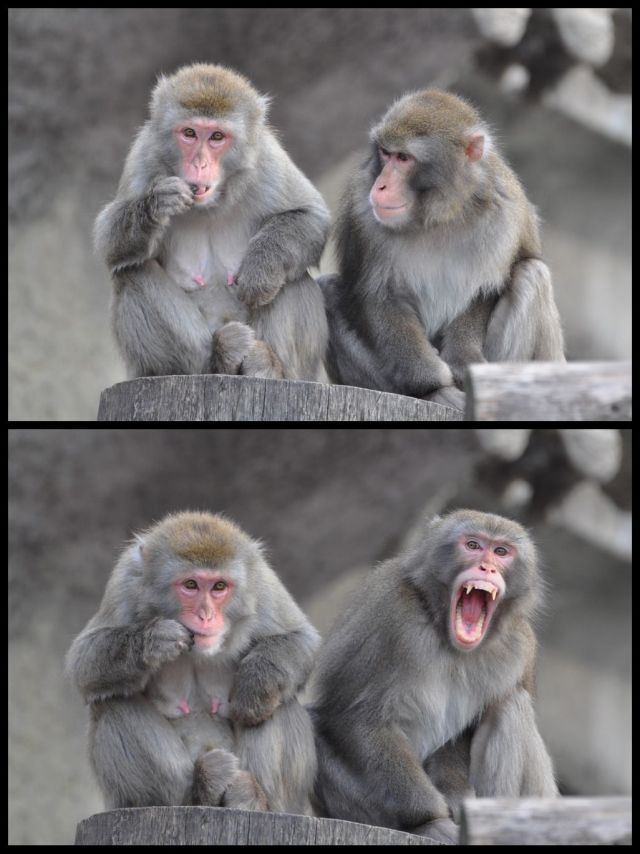 These funny animals (33 pics)