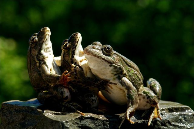 These funny animals (33 pics)