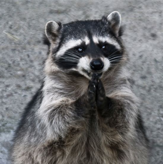 These funny animals (33 pics)