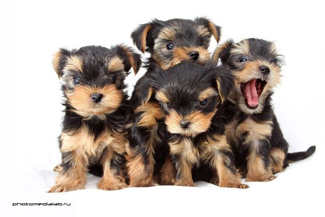 These funny animals (33 pics)
