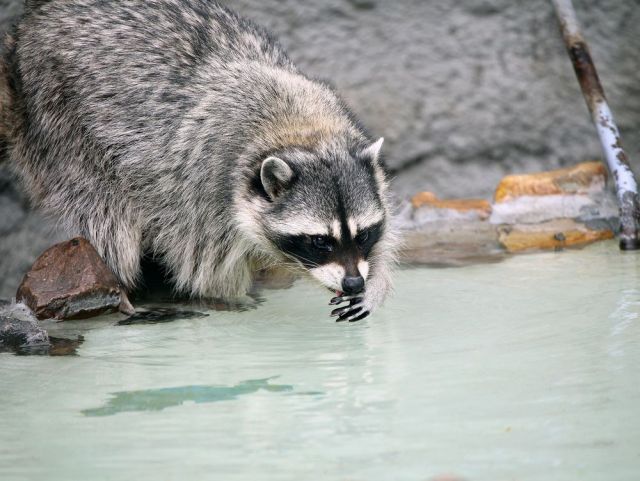 These funny animals (33 pics)