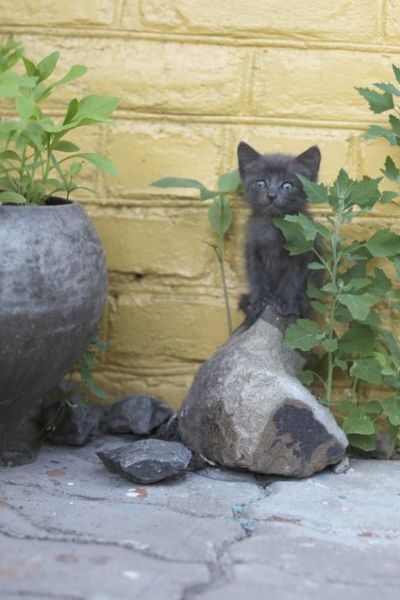 These funny animals (33 pics)