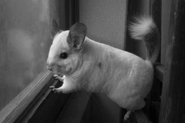 These funny animals (33 pics)